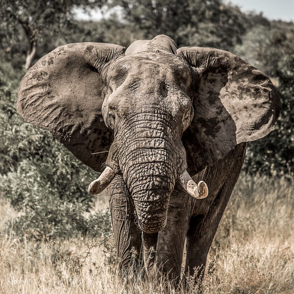 elephants | Avner Ofer Photography