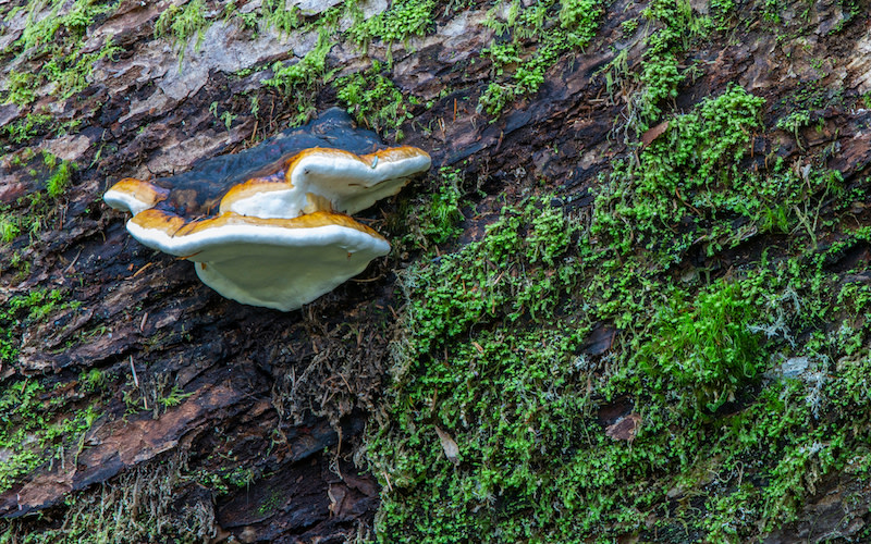 
        <div class='title'>
          Fungus and Moss copy
        </div>
       