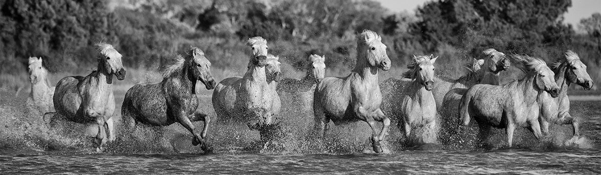 
        <div class='title'>
          Horses of the Camargue, marsh run, France, wall art Nicki Geigert
        </div>
       
        <div class='description'>
          Horses of the Camargue, marsh run, France, wall art Nicki Geigert
        </div>
      