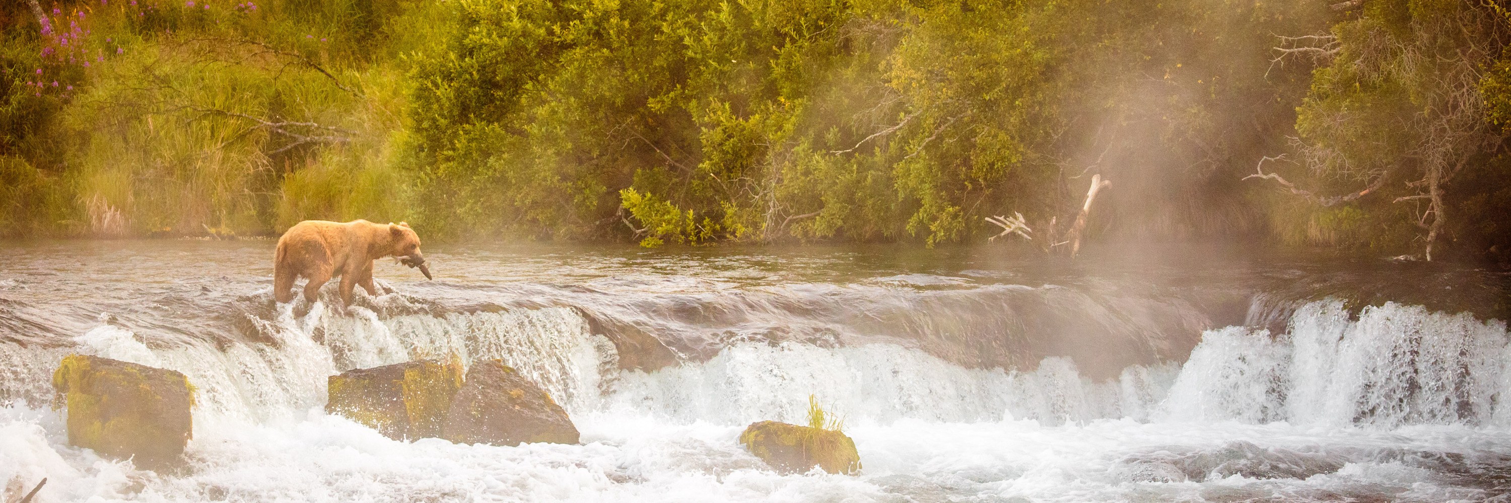 
        <div class='title'>
          Brooks Falls Alaska July 17, 2016 6784
        </div>
       