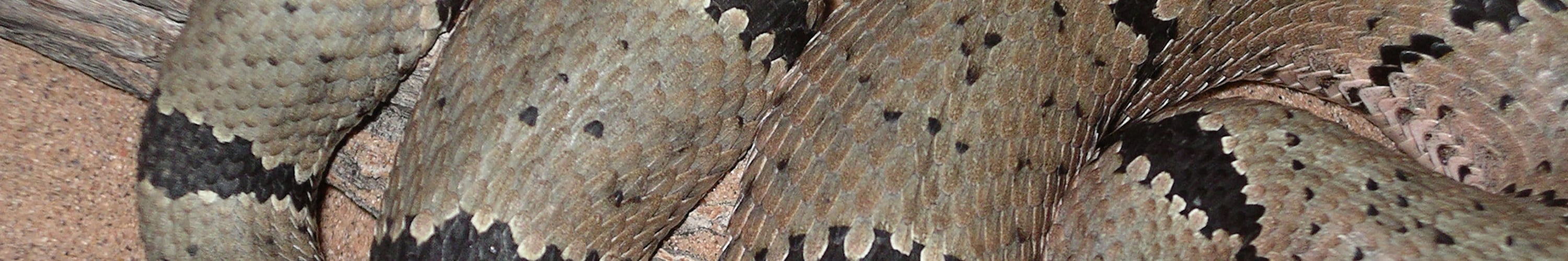 
        <div class='title'>
          Banded2Insta
        </div>
       
