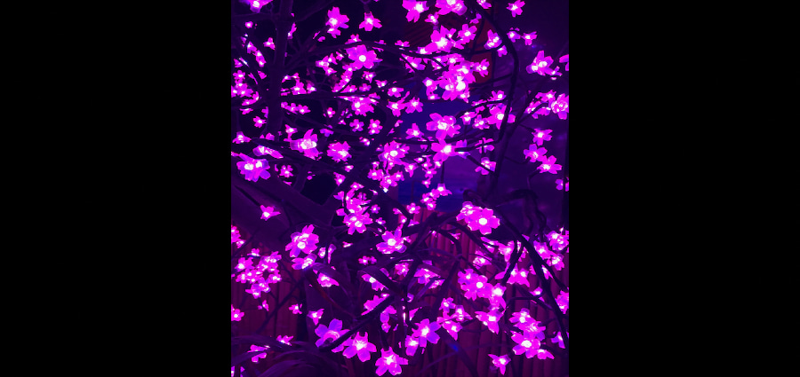 
        <div class='title'>
          P BB Purplesque Flowers 900 X 425
        </div>
       