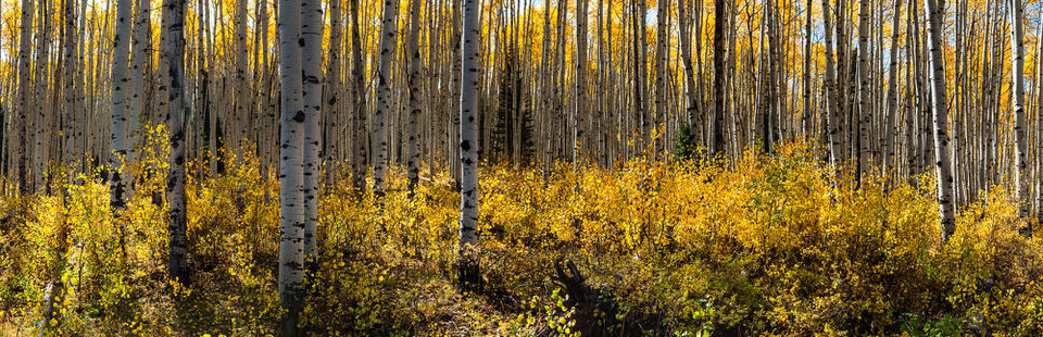 Golden grove dsc8309  96x31 cthkwa