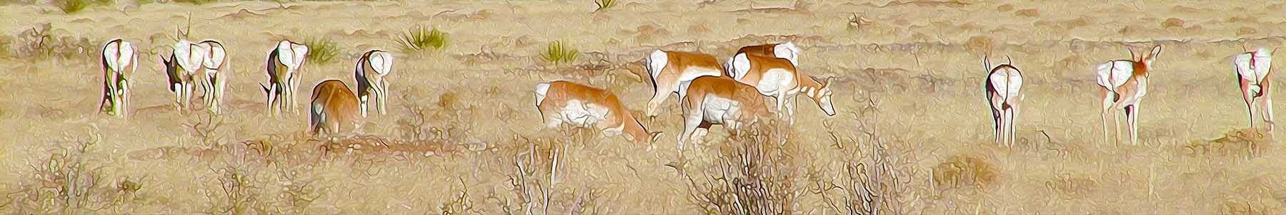 
        <div class='title'>
          Antelopes01 01
        </div>
       