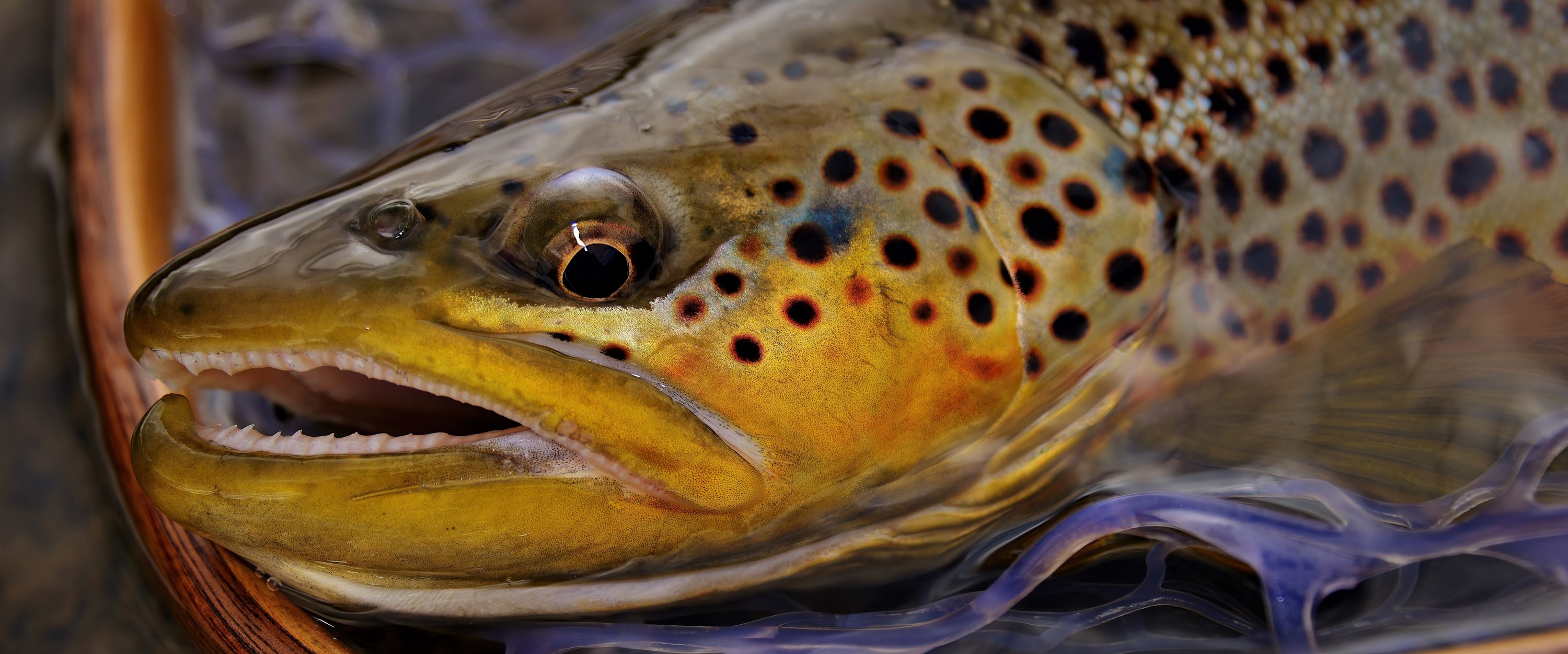 
        <div class='title'>
          Brown trout close up portrait for billboard (3)
        </div>
       