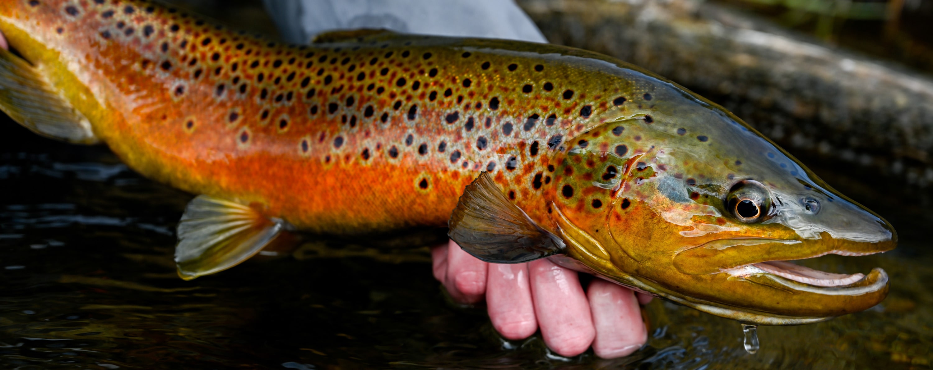 
        <div class='title'>
          Brown trout for billbord
        </div>
       