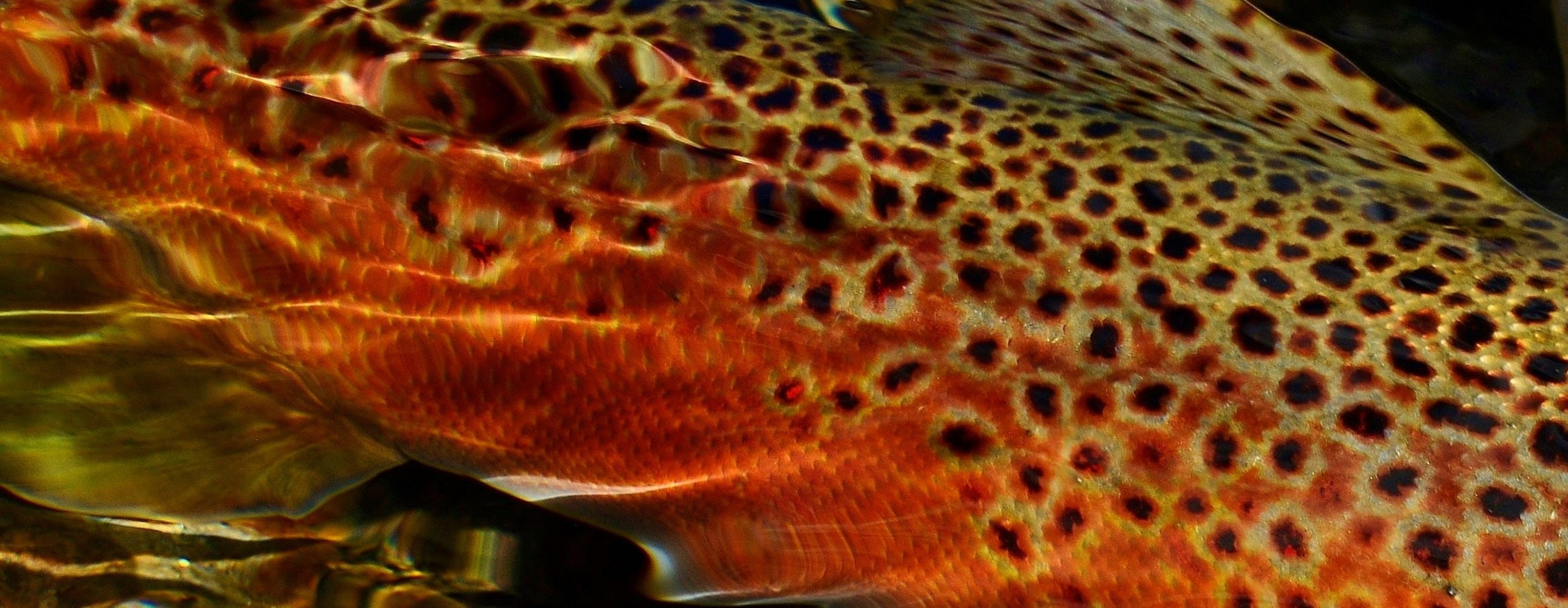 
        <div class='title'>
          Brown trout body for billboard
        </div>
       