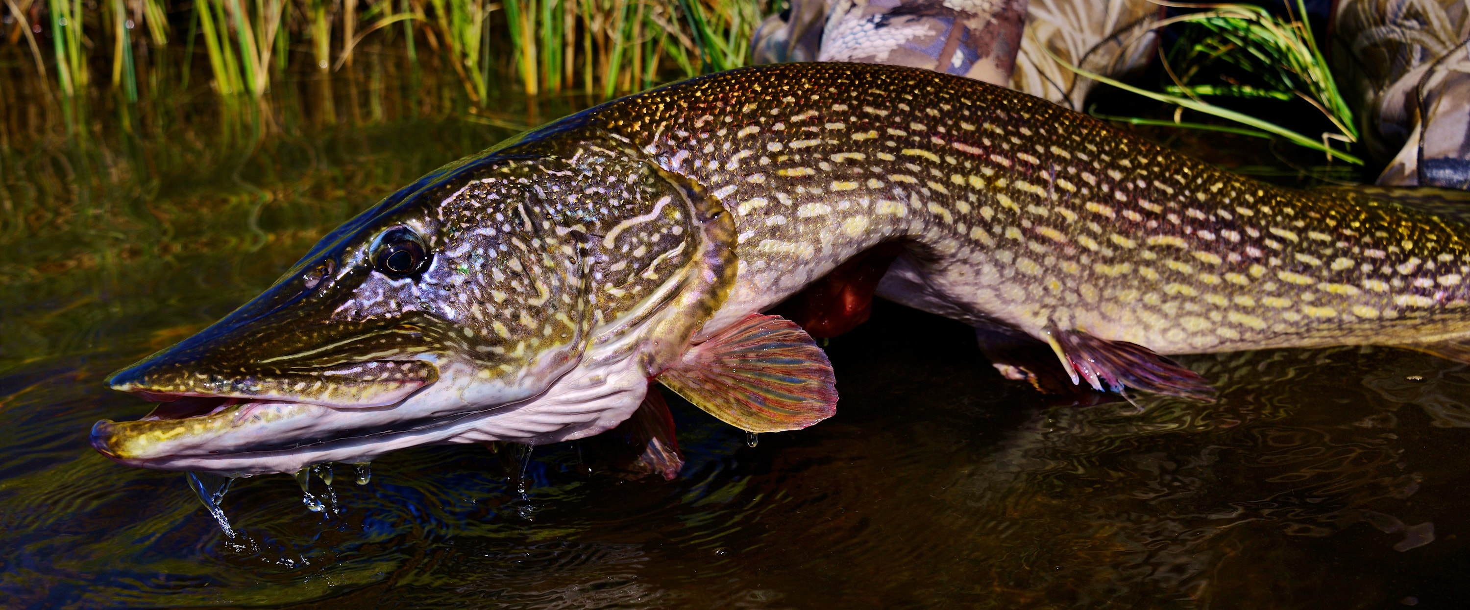 
        <div class='title'>
          Northern pike for billboard
        </div>
       