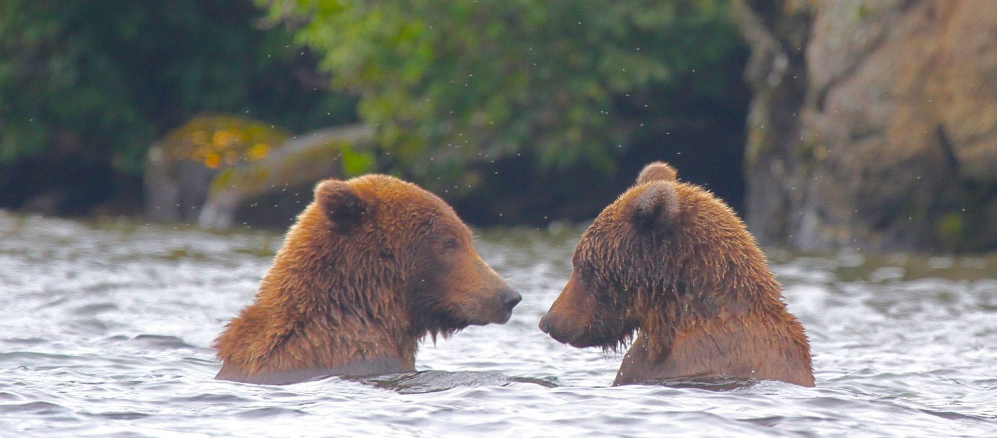 
        <div class='title'>
          Roy Halpern Photography two brown bears in water
        </div>
       
        <div class='description'>
          
        </div>
      