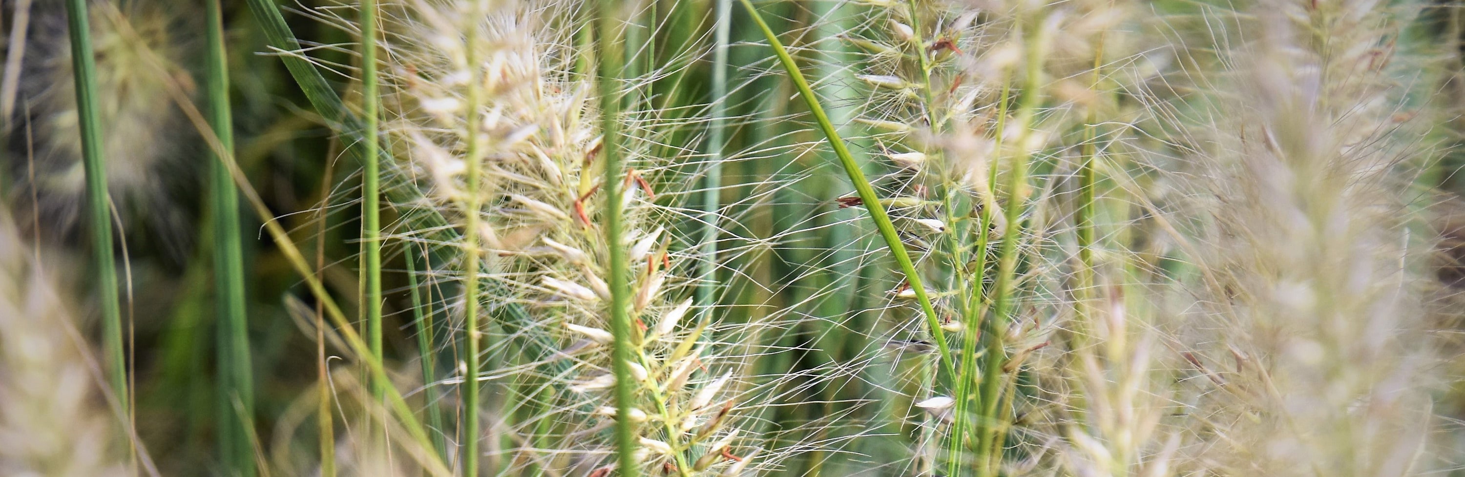 
        <div class='title'>
          Wild Grasses banner
        </div>
       