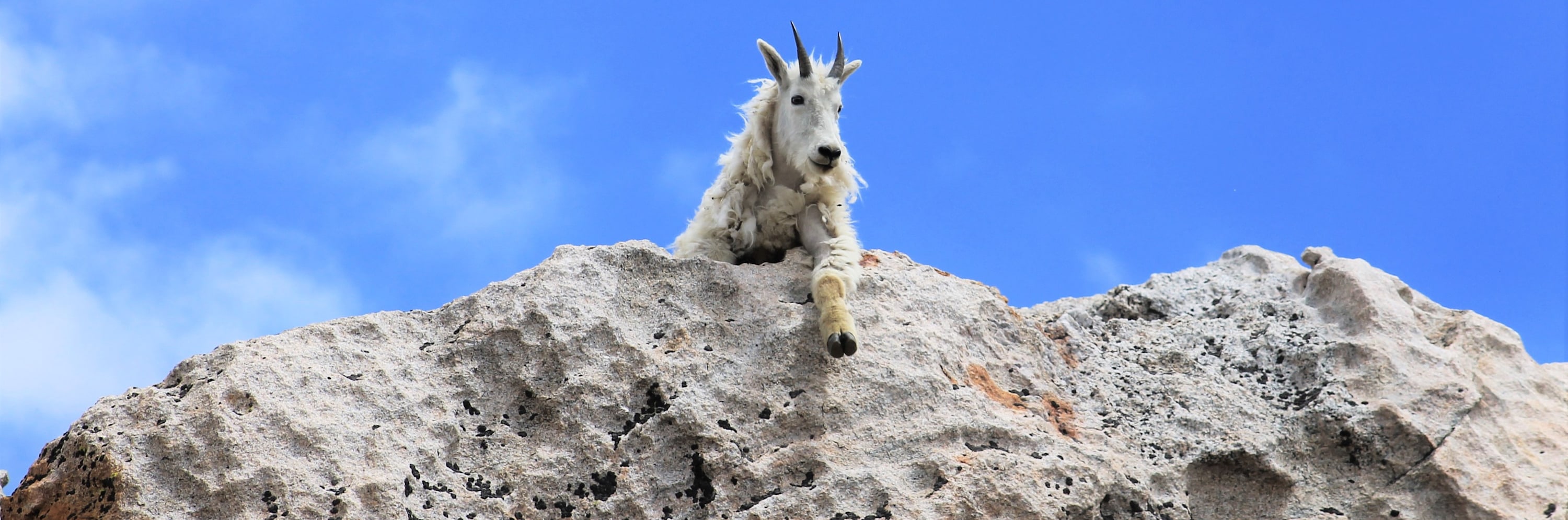 
        <div class='title'>
          Mountain Goat Just Hangin' banner
        </div>
       