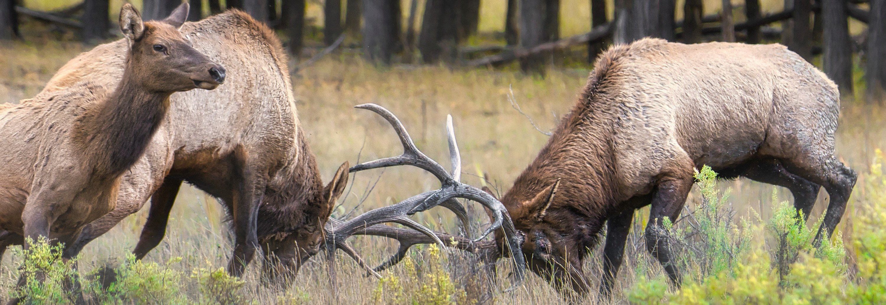 
        <div class='title'>
          Elk Fight banner
        </div>
       