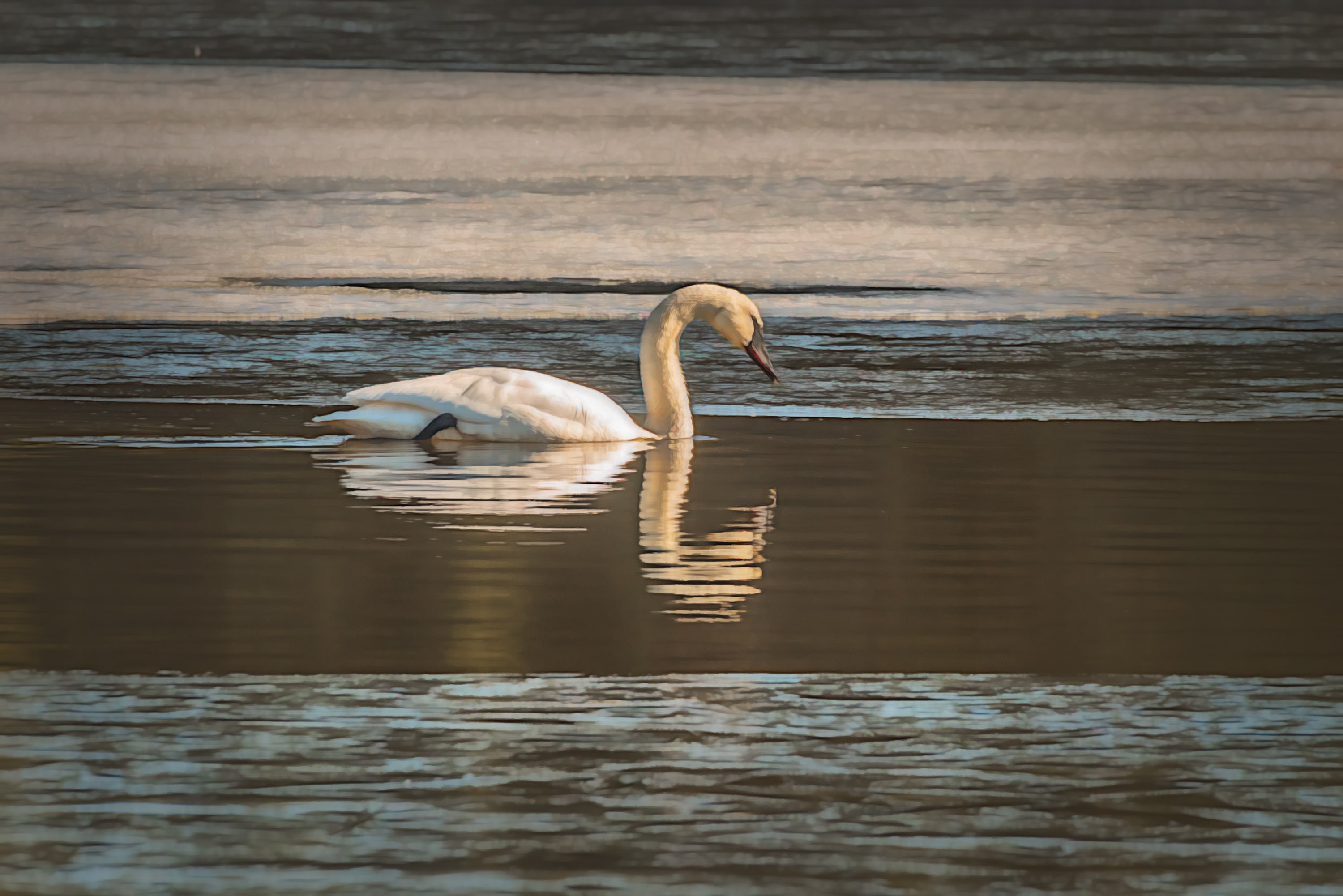 
        <div class='title'>
          Solitary Swan
        </div>
       
