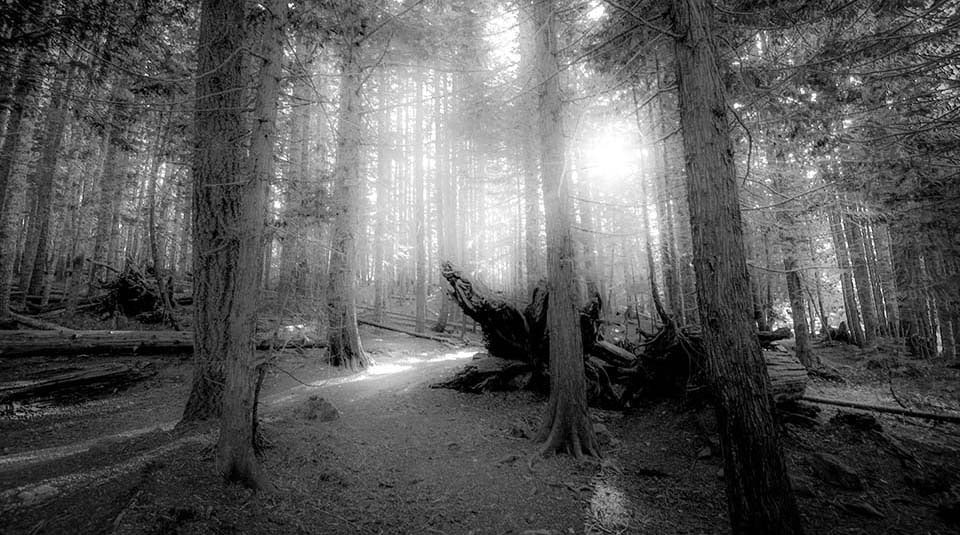 Haunted forest epvekw
