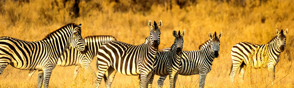 
        <div class='title'>
          Zebra
        </div>
       