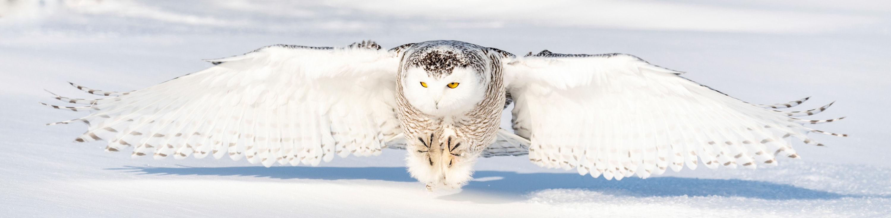 
        <div class='title'>
          Snowy Owl (Female)a Ontario Canada 2018 DSC4186 tight crop
        </div>
       