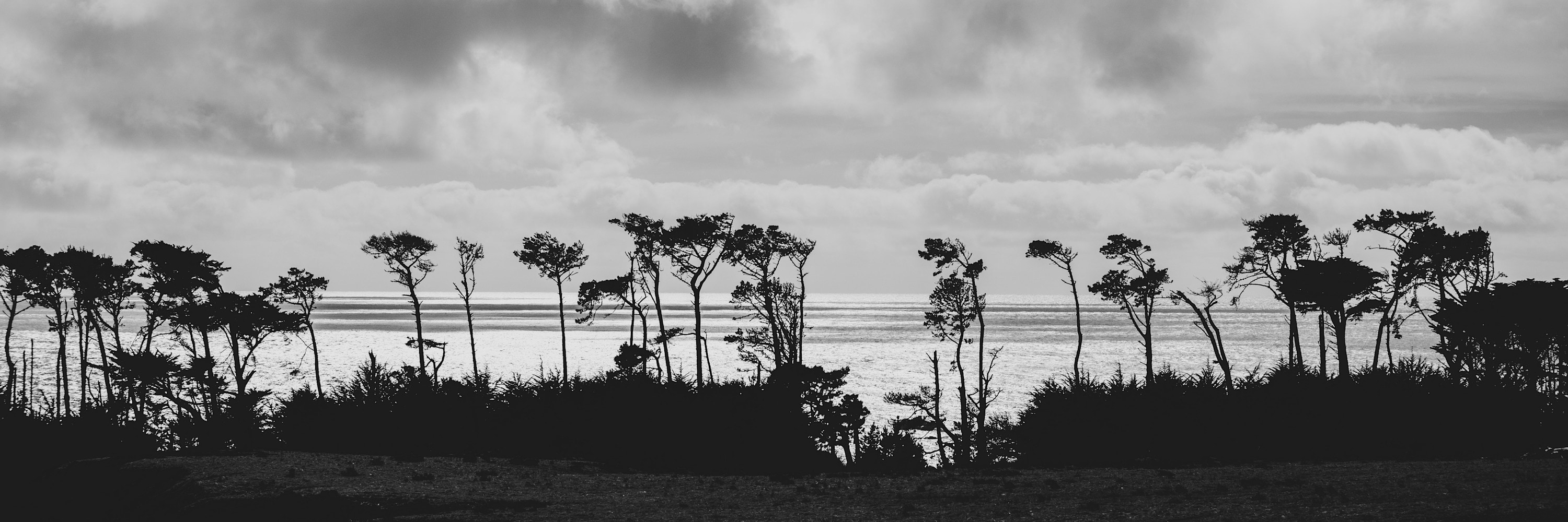 
        <div class='title'>
          Black and white silhouette shot of trees on beach with cloudy sky
        </div>
       
        <div class='description'>
          
        </div>
      