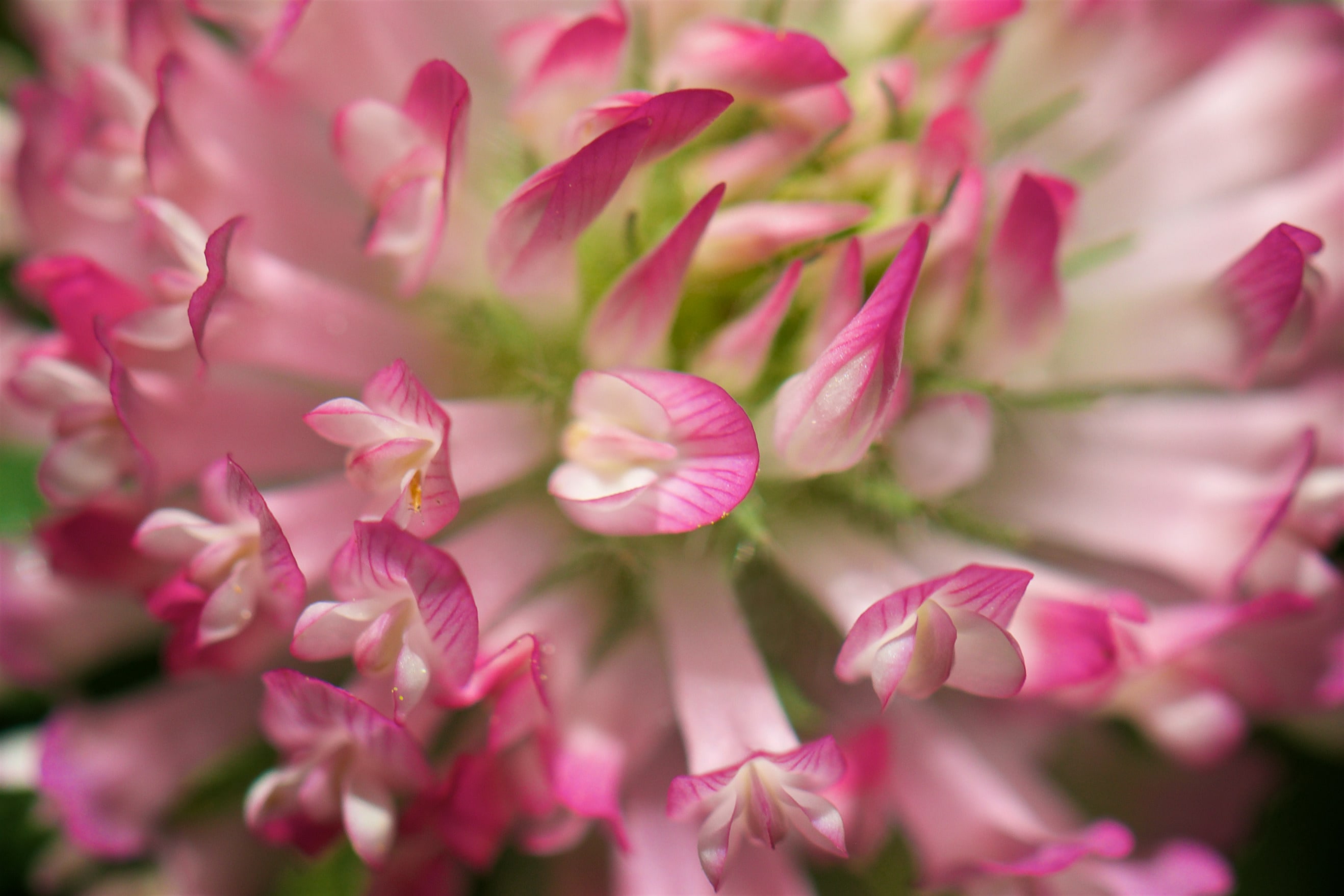 
        <div class='title'>
          Pink Flowers
        </div>
       