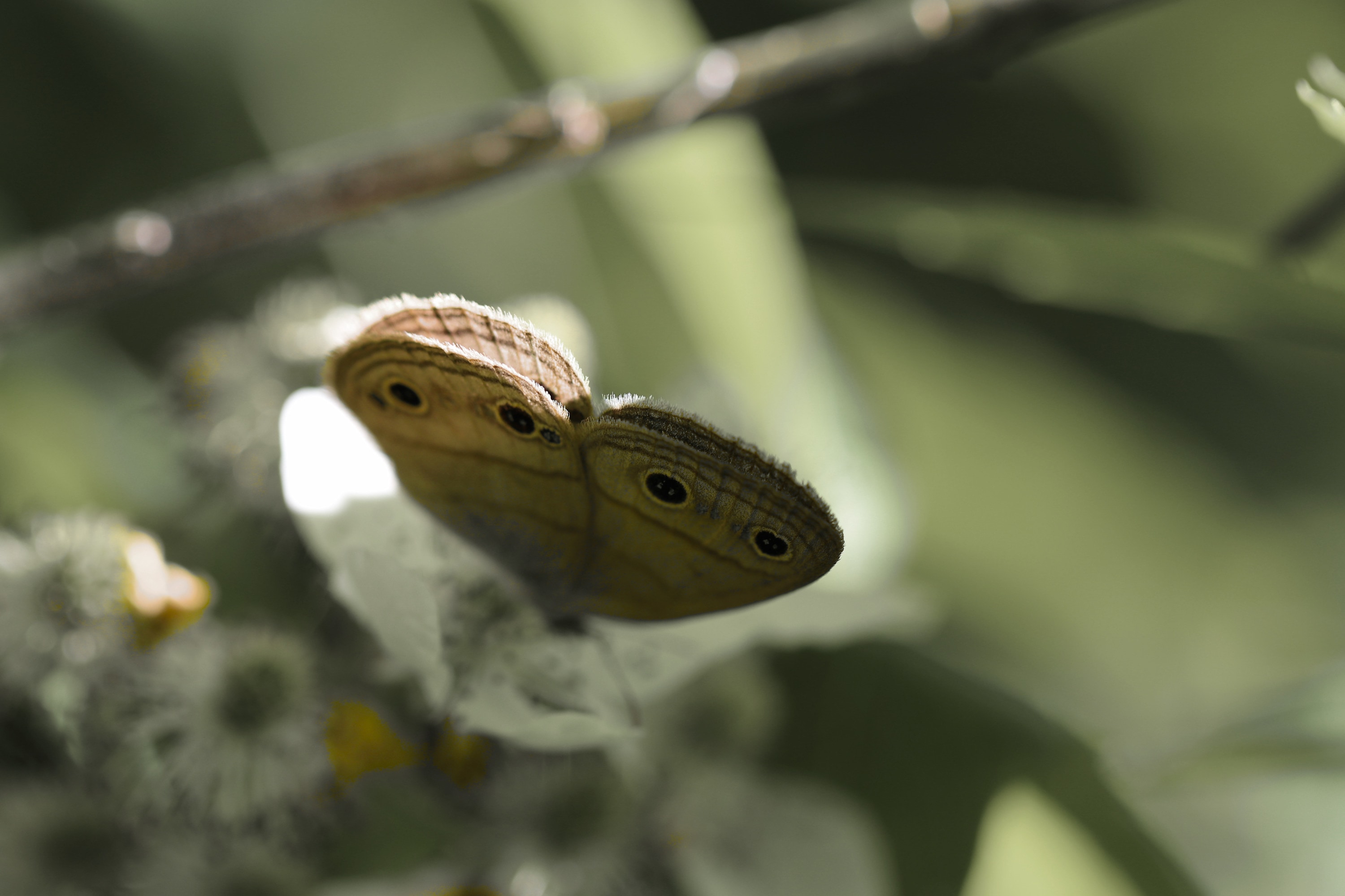 
        <div class='title'>
          Butterfly Wings
        </div>
       