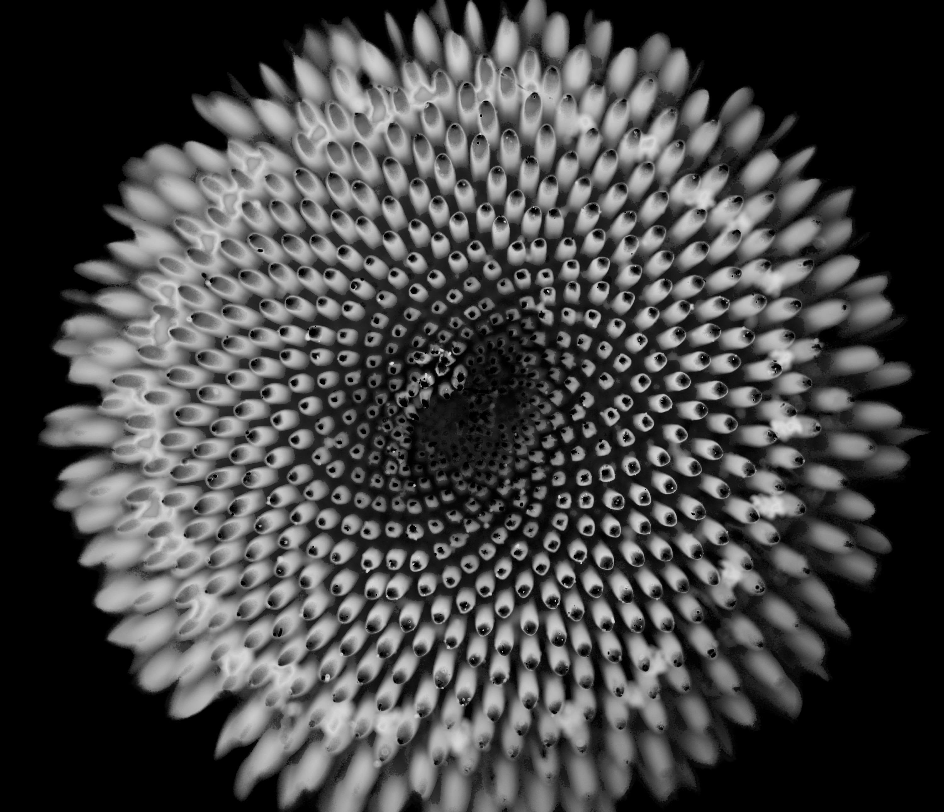 
        <div class='title'>
          Sun Flower B&W
        </div>
       