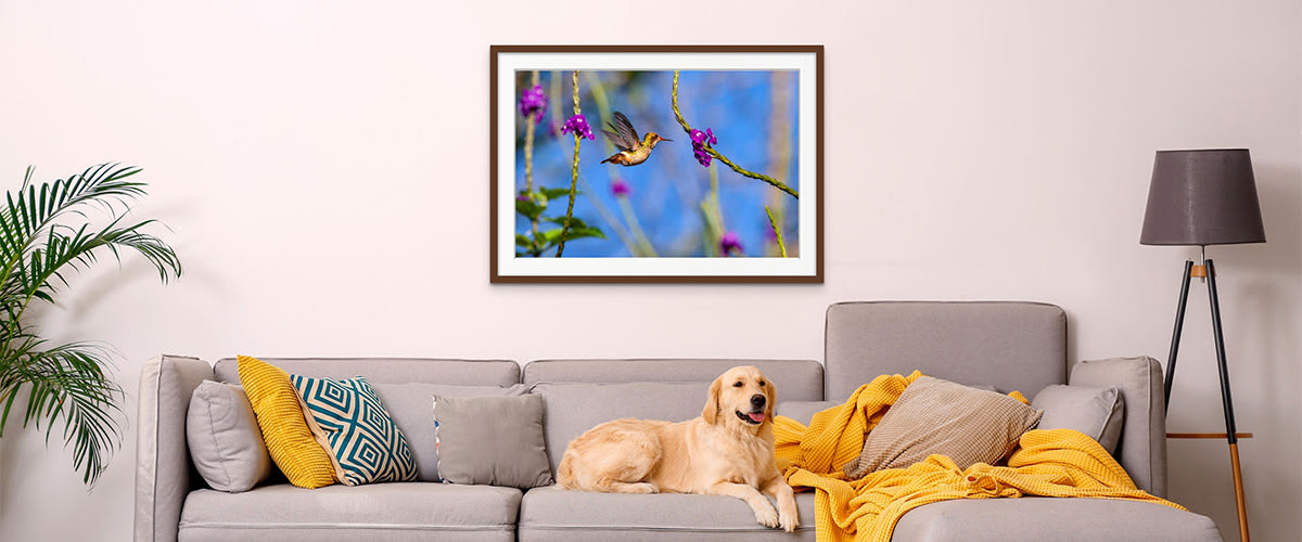 
        <div class='title'>
          Hummingbird photographed in Equador. Fine art photography prints of animals and nature from Nicki Geigert
        </div>
       
        <div class='description'>
          Framed hummingbird fine art photography art print hanging on wall over modern sofa in living room wall art
        </div>
      