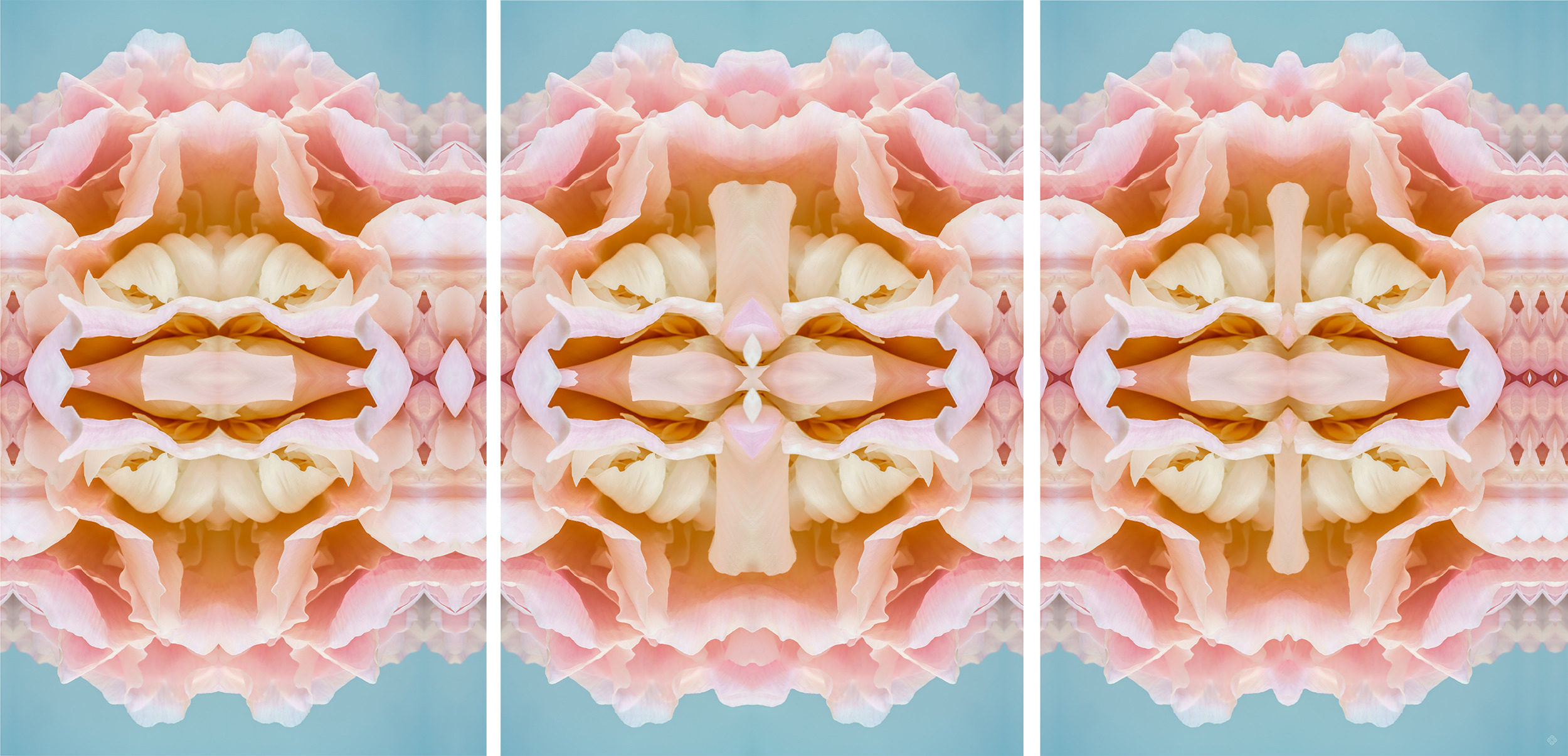 
        <div class='title'>
          kate wilson blushseries 3 photographic design 53x108 inches
        </div>
       