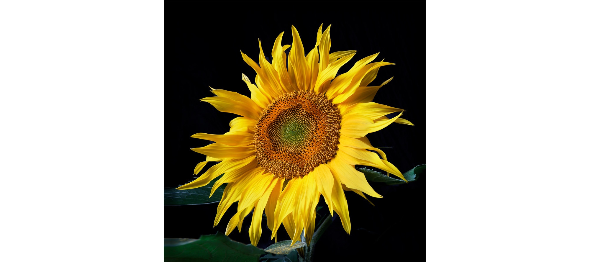 
        <div class='title'>
          sunflower
        </div>
       