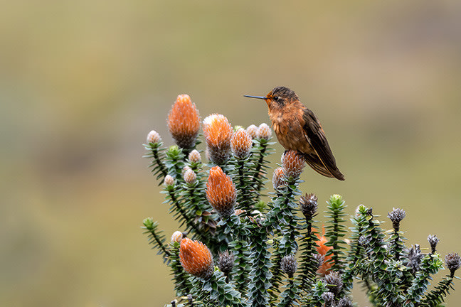 
        <div class='title'>
          Shining Sunbeam Hummingbird Cajas NP Ecuador billboard
        </div>
       