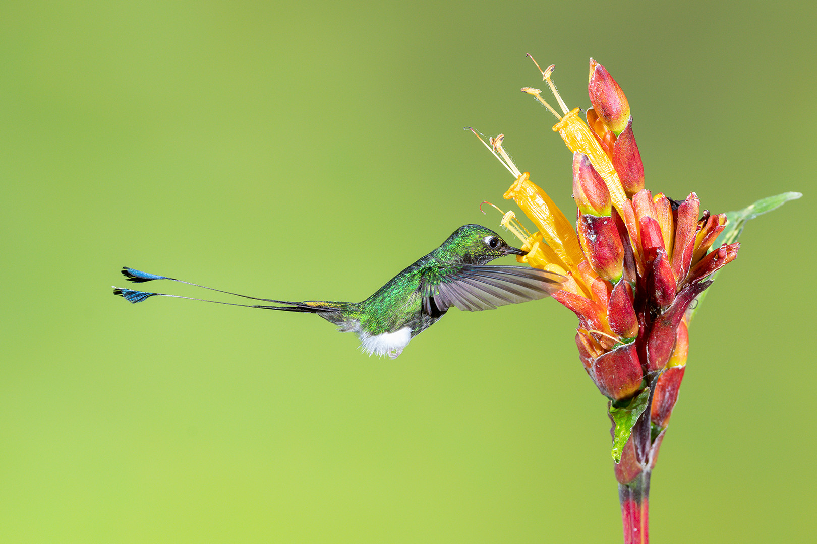 
        <div class='title'>
          Booted Racket Tailed Hummingbird Mindo Ecuador
        </div>
       