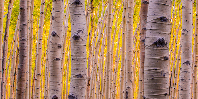 
        <div class='title'>
          Aspens Group (1 of 1)
        </div>
       
        <div class='description'>
          Yellow leaves glow behind a stand of white aspen tree trunks at sunset.
        </div>
      