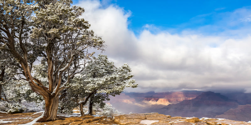 
        <div class='title'>
          Grand Canyon Juniper slide
        </div>
       
        <div class='description'>
          A snowy juniper tree overlooks a cloudy sky above the Grand Canyon.
        </div>
      
