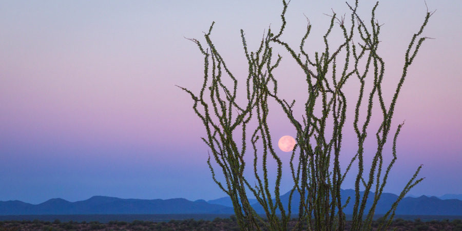 
        <div class='title'>
          Ocotillo Moonset slide
        </div>
       
        <div class='description'>
          A full moon glows orange in a purple sky behind an ocotillo cactus just before sunrise. 
        </div>
      