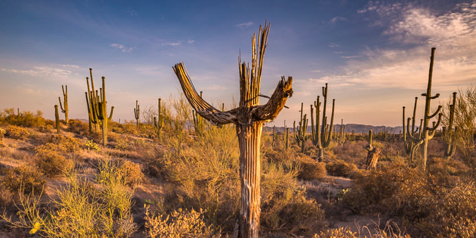 
        <div class='title'>
          The Storyteller
        </div>
       
        <div class='description'>
          A dead saguaro skeleton stands with arms upraised amoung other saguaro cacti in a desert landscape. 
        </div>
      