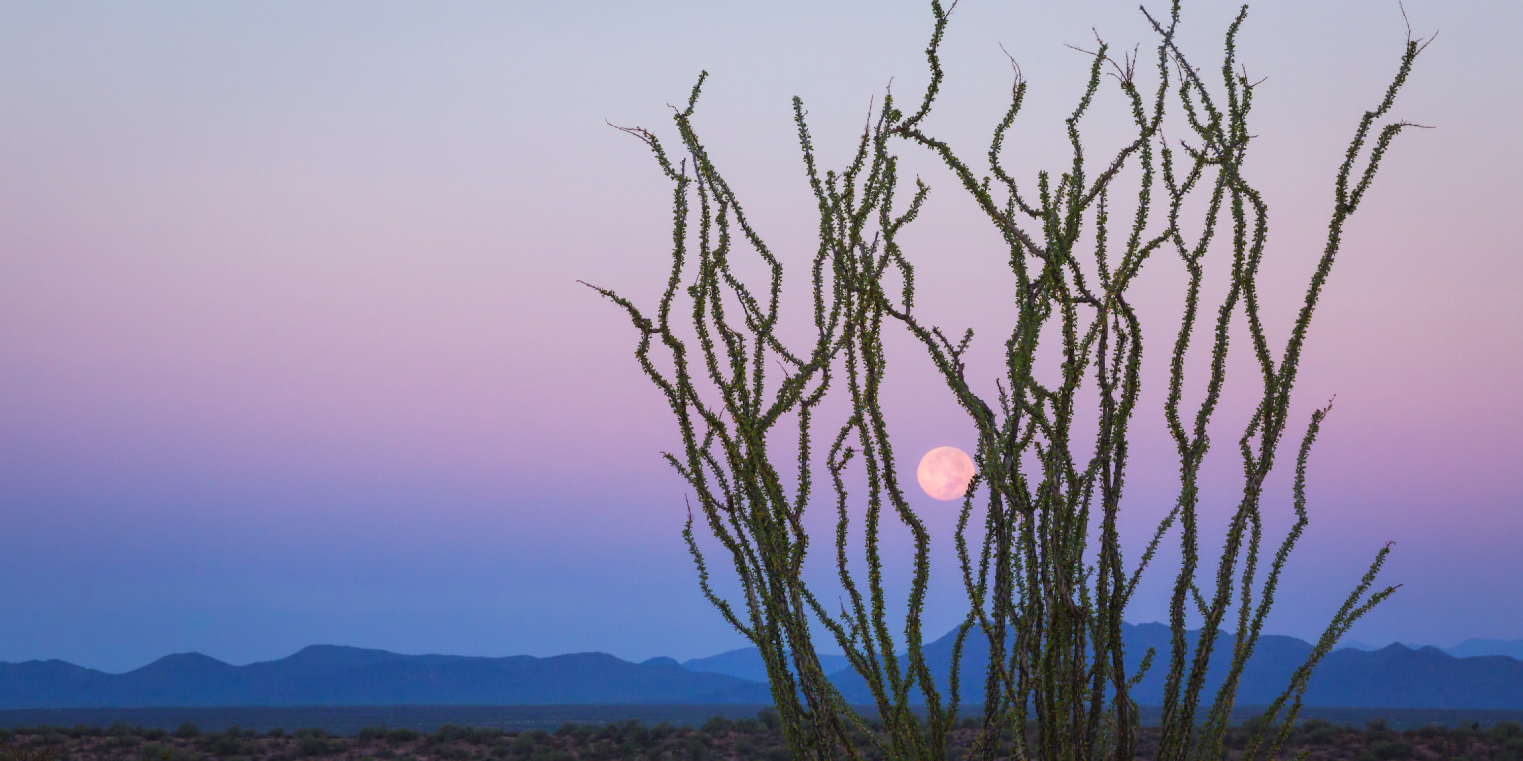 
        <div class='title'>
          Ocotillo Moonset, a panoramic wall art piece displaying the full moon desending to the horizon behind an ocotillo cactus in the Arizona desert.
        </div>
       
        <div class='description'>
          
        </div>
      