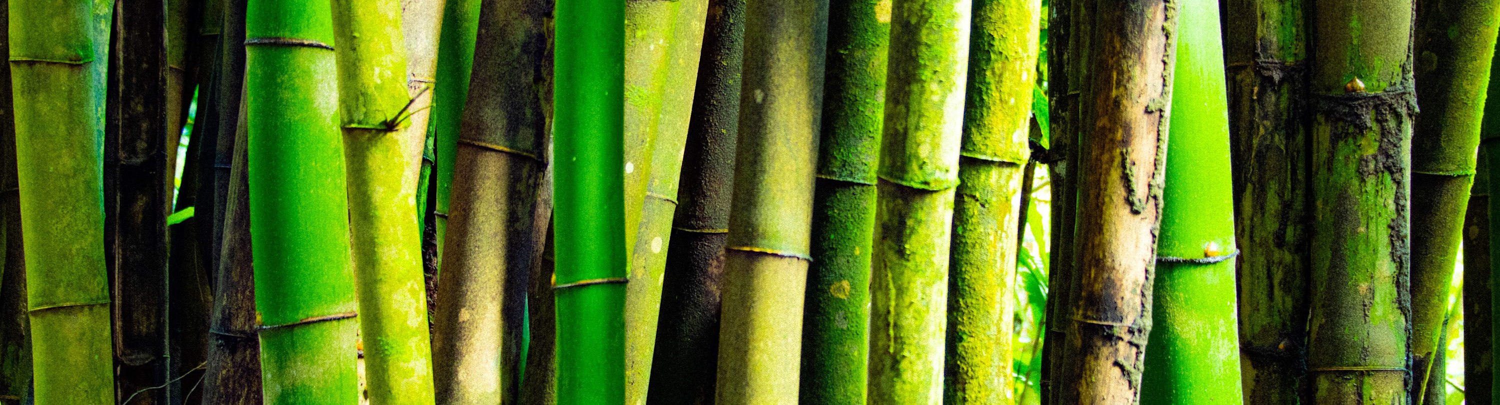 
        <div class='title'>
          Bamboo(1)
        </div>
       