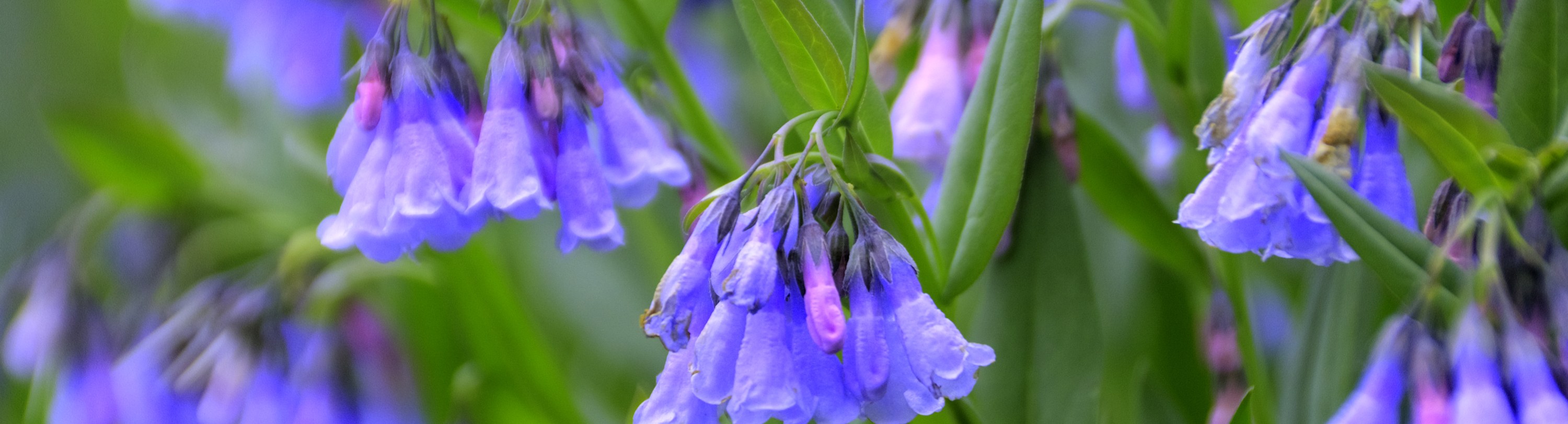 
        <div class='title'>
          Mountain Bluebells 2
        </div>
       