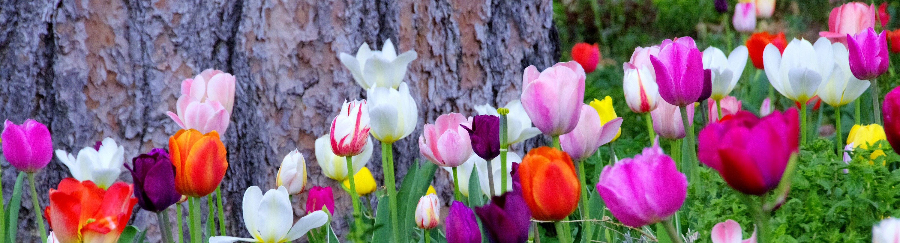 
        <div class='title'>
          Tahoe Tulips x2
        </div>
       