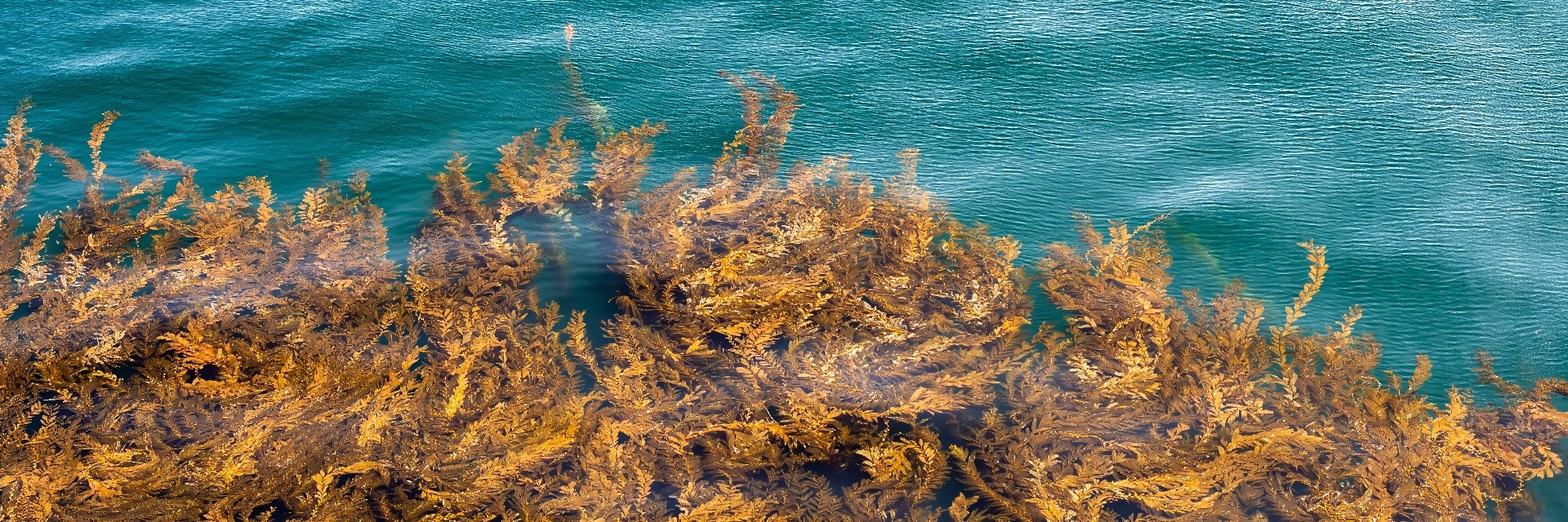 
        <div class='title'>
          Glowing Kelp
        </div>
       
        <div class='description'>
          Aerial view of undulating kelp in Pacific Ocean near Channel Islands National Park, Ventura, California.
        </div>
      