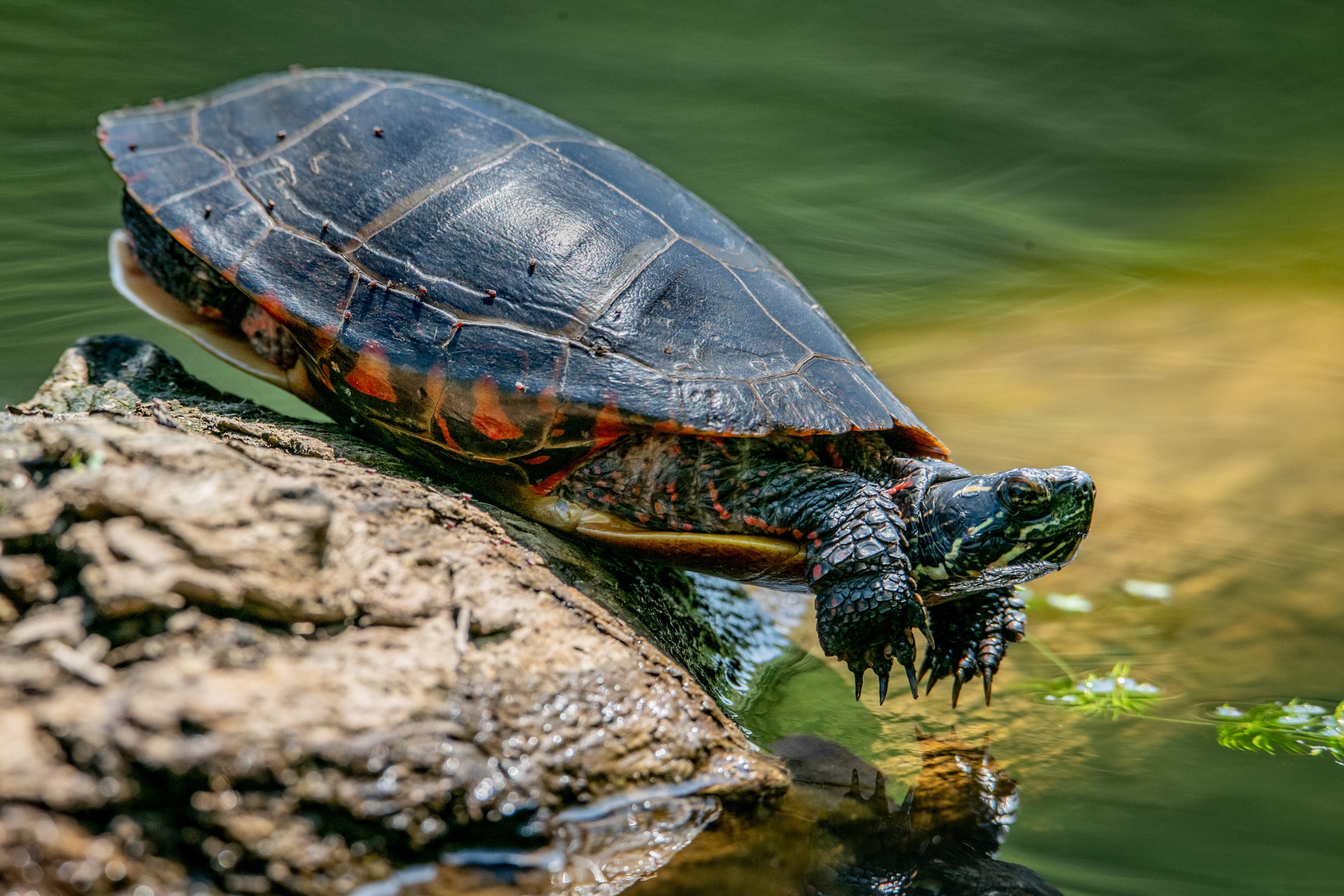 
        <div class='title'>
          Balancing Act
        </div>
       
        <div class='description'>
          An Eastern Painted Turtle takes the high ground in the cove at Curtiss Park off the Farmington River where hundreds of turtles gathered in May 2024.
        </div>
      