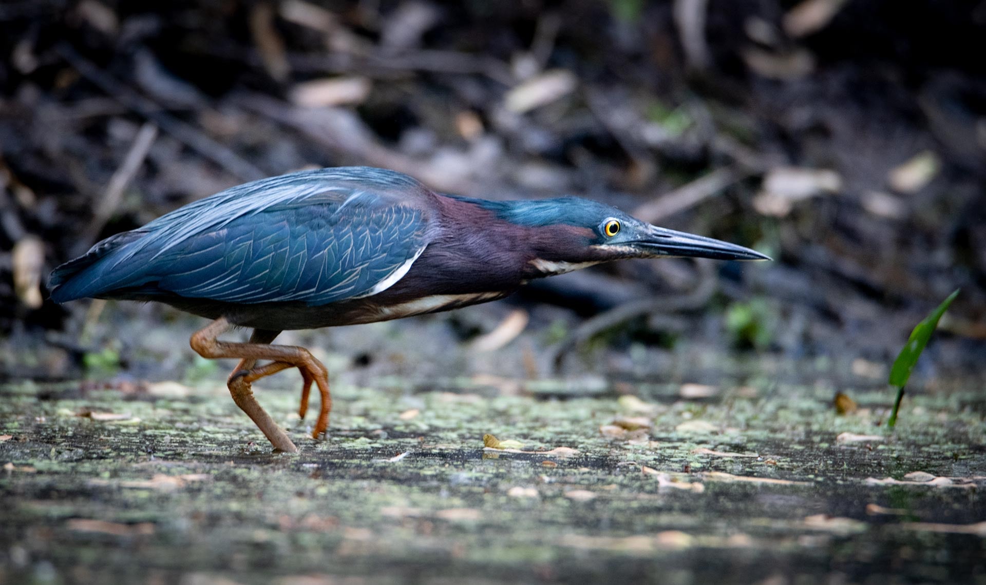 
        <div class='title'>
          MDP 9252 GreenHeron MDP homepage
        </div>
       