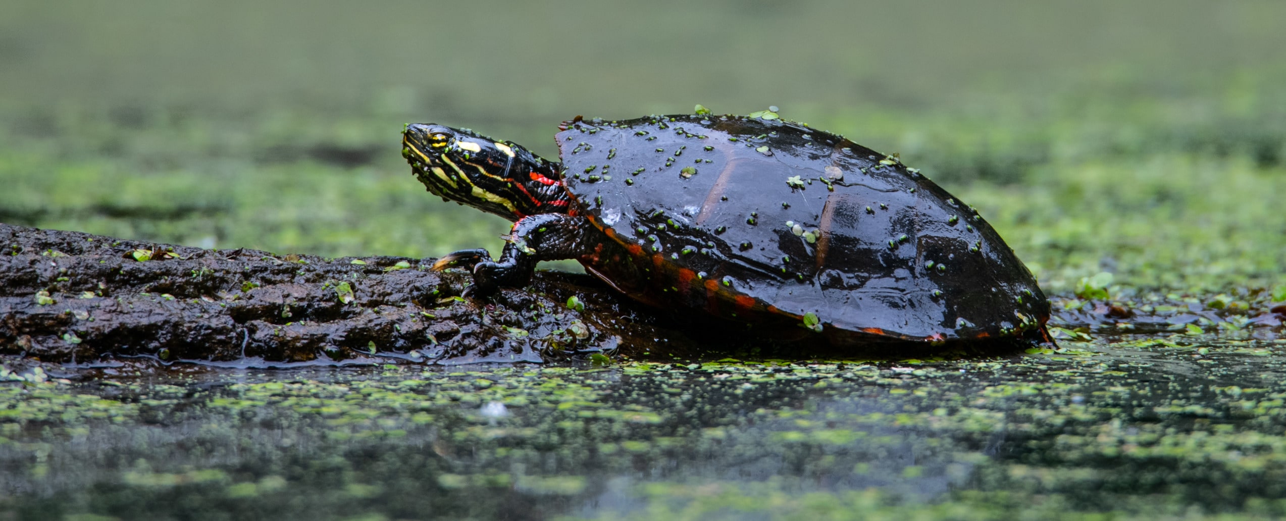 
        <div class='title'>
          Out Of The Primordial Soup
        </div>
       
        <div class='description'>
          Eastern Painted Turtle crawls out of the water covered in detriment from the trees while kayaking in the cove at Curtiss Park branching off the Farmington River in Simsbury, CT.
        </div>
      