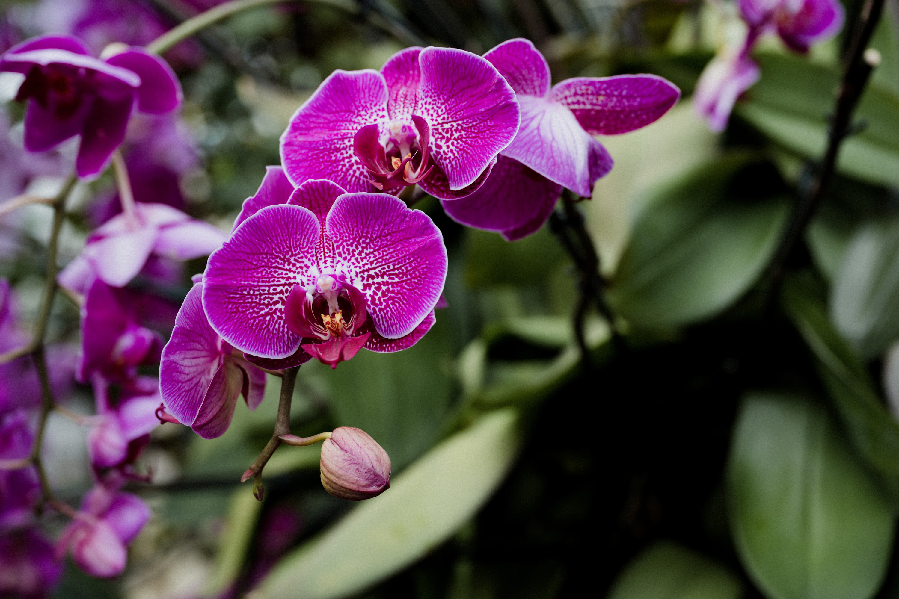 
        <div class='title'>
          Magenta Orchids
        </div>
       