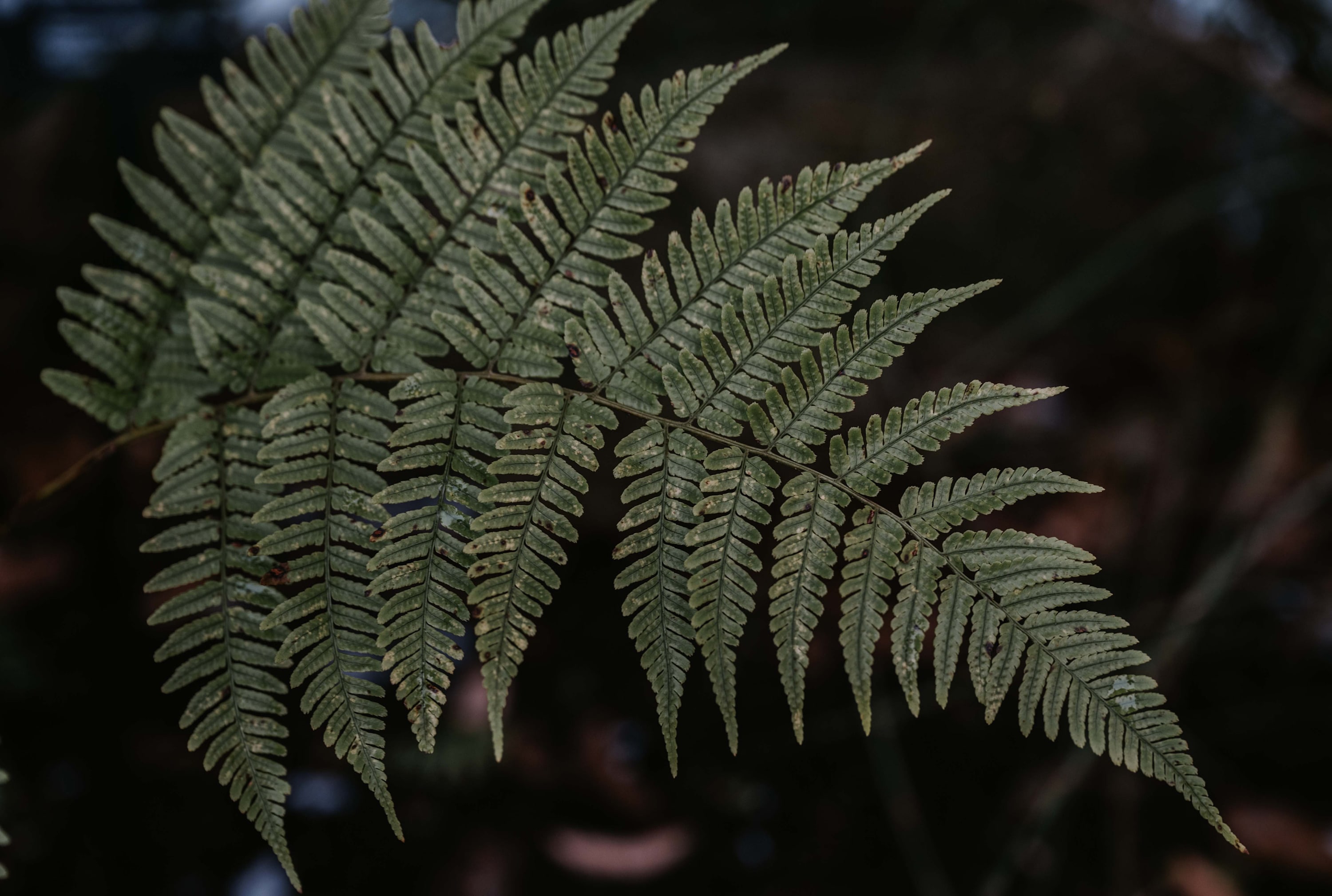 
        <div class='title'>
          Single Fern homepage
        </div>
       