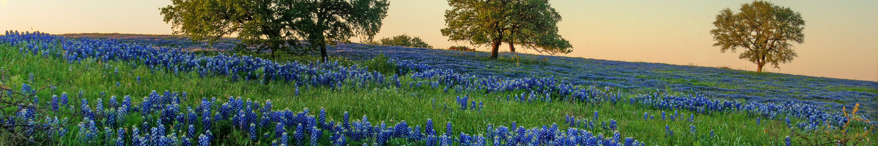 
        <div class='title'>
          bluebonnets near Kingsland
        </div>
       