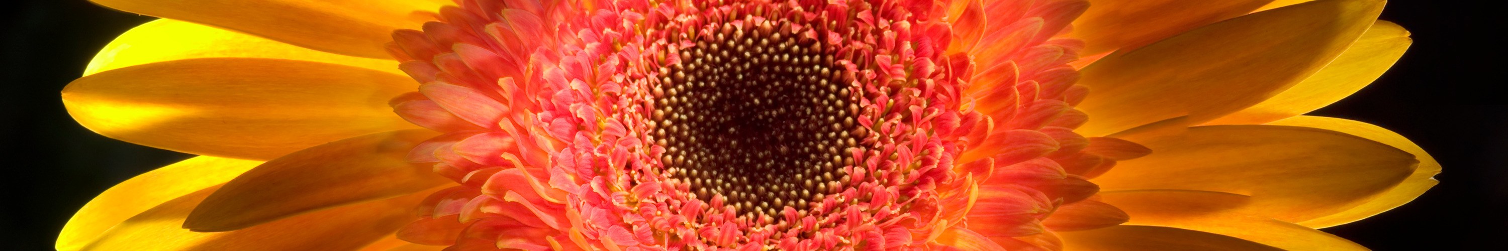 
        <div class='title'>
          GERBER DAISY LIGHTPAINTED
        </div>
       