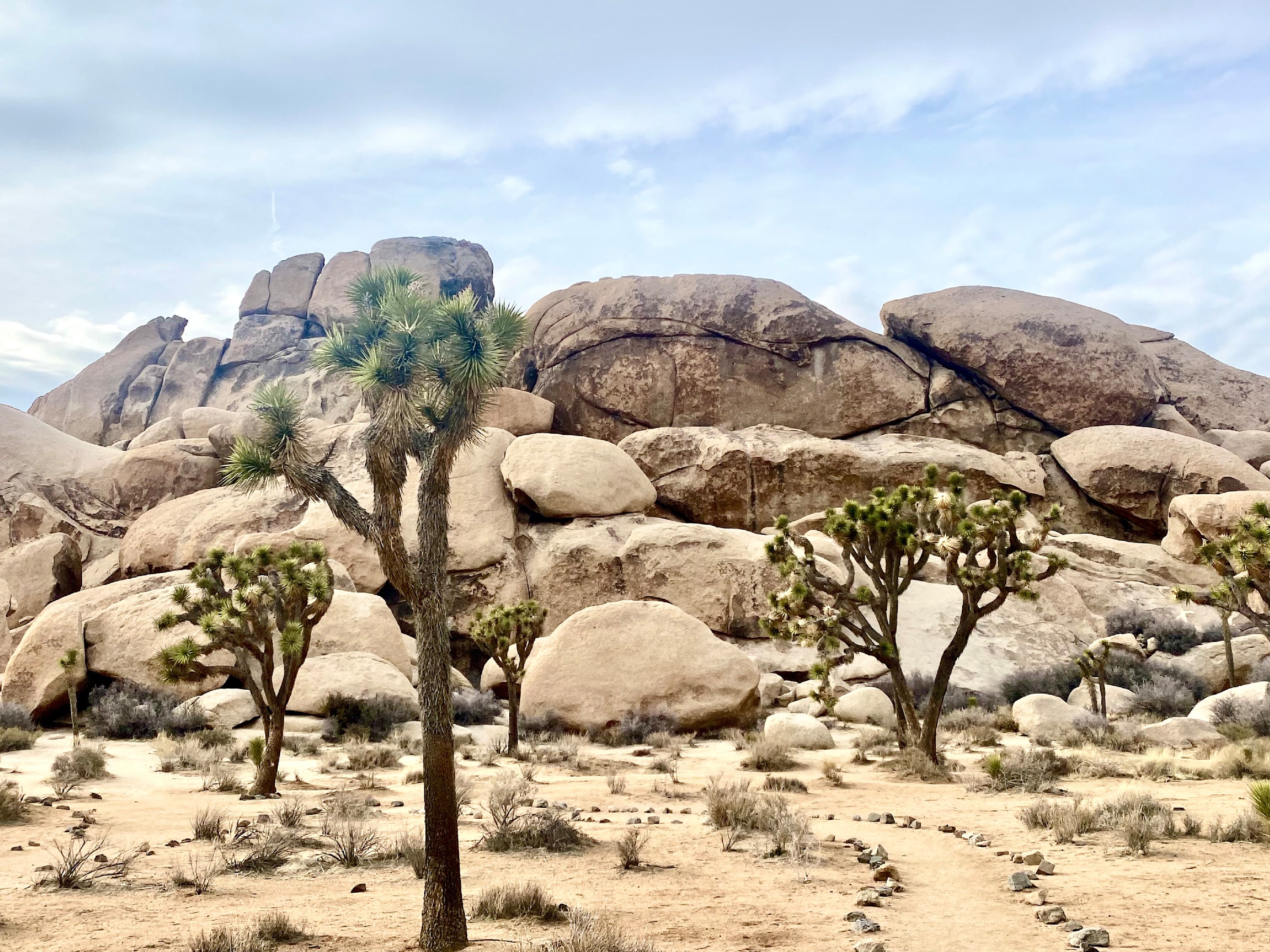 
        <div class='title'>
          Joshua Tree 7
        </div>
       