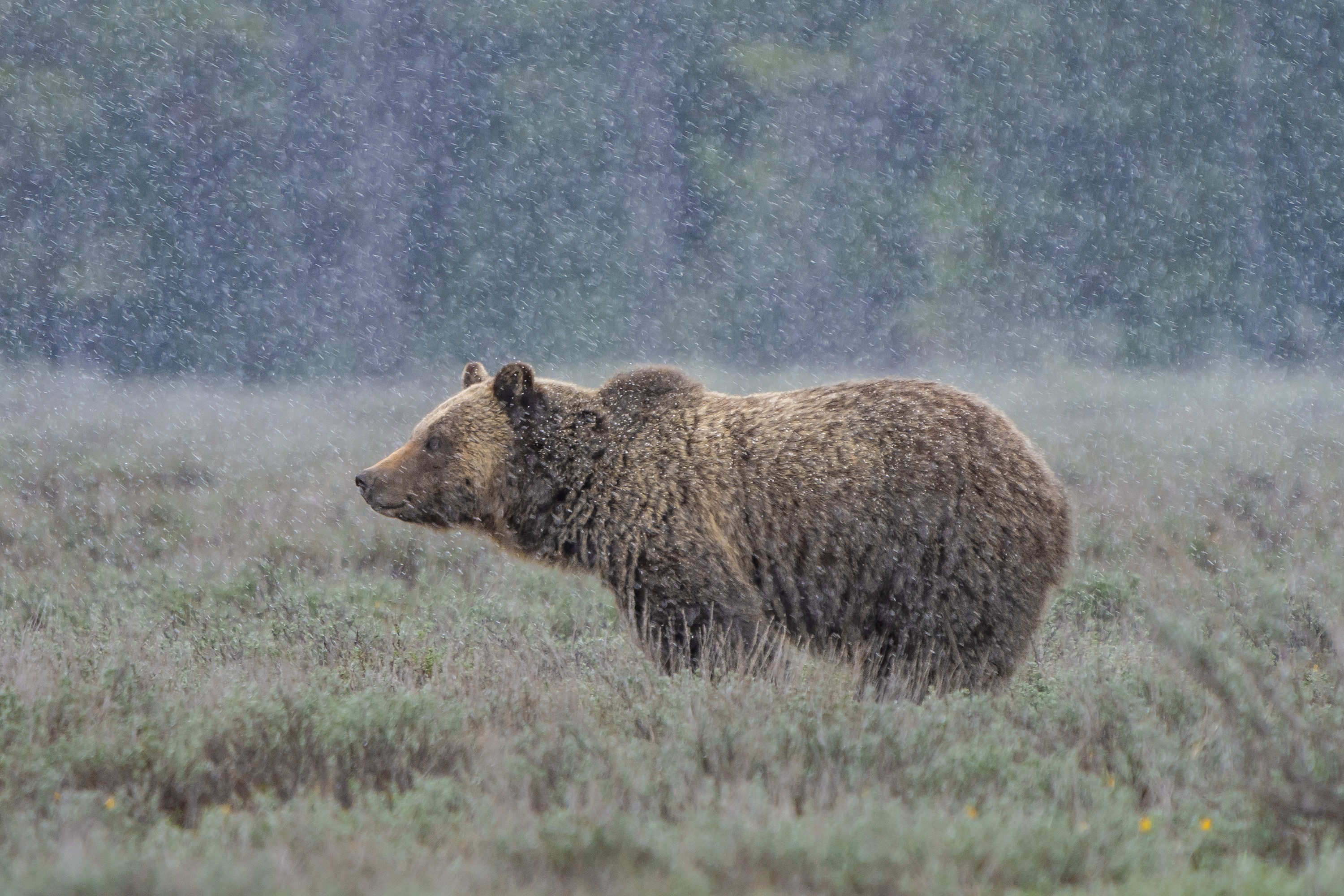 
        <div class='title'>
          Bear In The Blizzard
        </div>
       