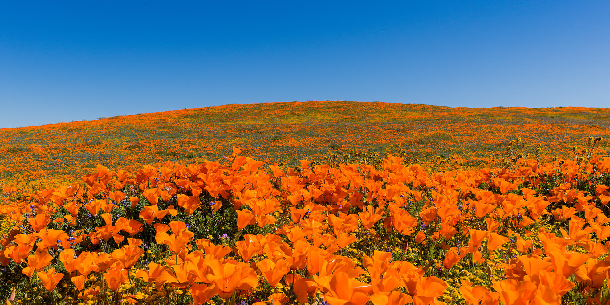 
        <div class='title'>
          20190413 100129 CA Poppy Reserve 01 BtuNFcs
        </div>
       