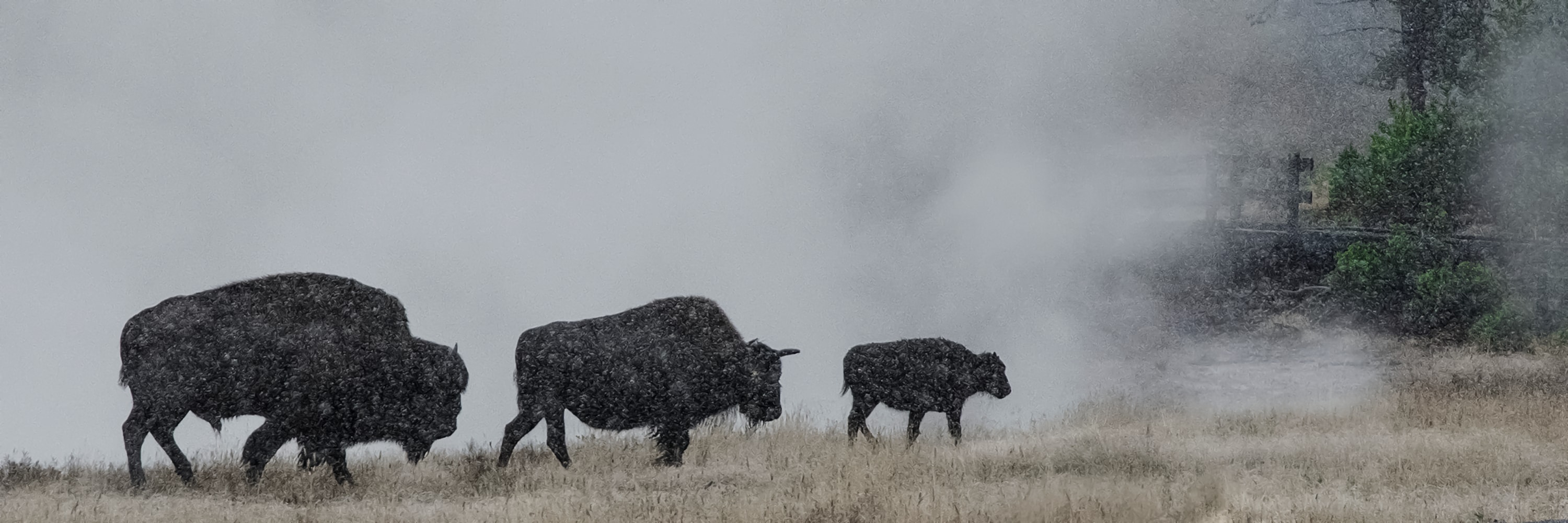 
        <div class='title'>
          9 Bison, snow and steam
        </div>
       