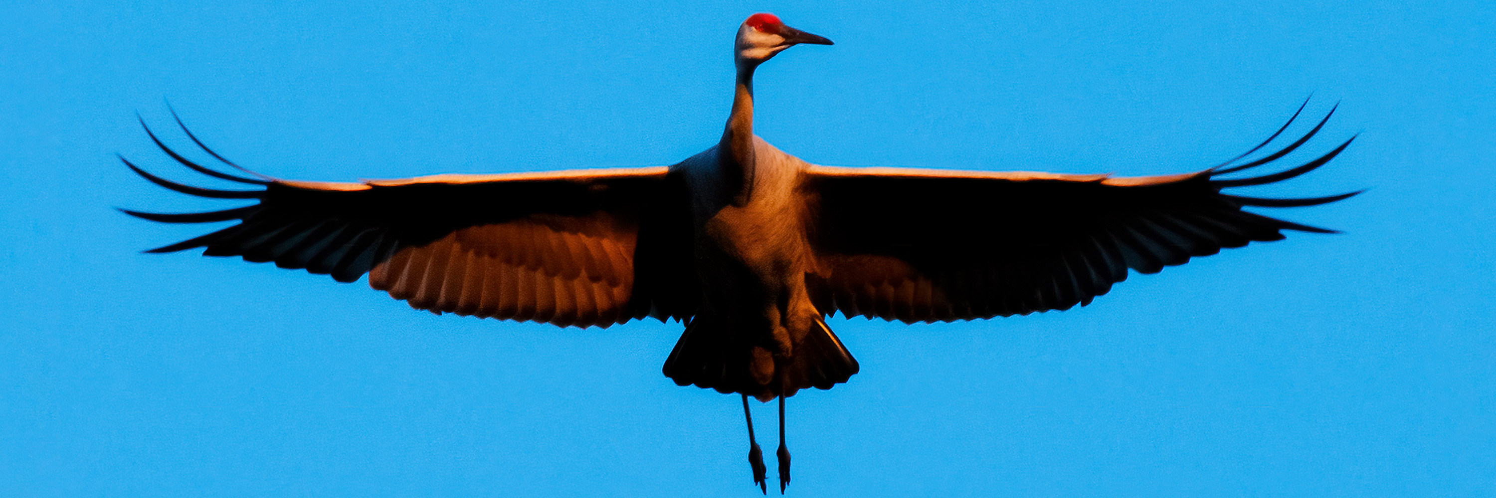 
        <div class='title'>
          8 Sandhill Crane
        </div>
       